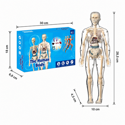 MINT-Lernset zur menschlichen Anatomie mit selbst zusammenbaubarem Organmodell